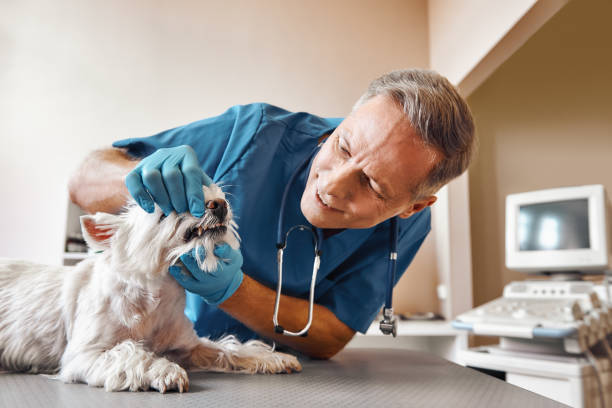 Best Pediatric Emergency Dentist in Roanoke Rapids, NC
